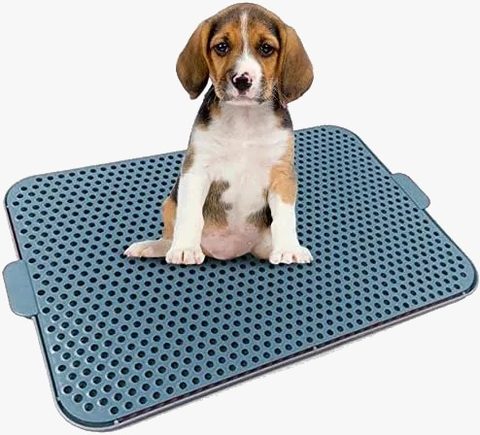 Sanitário Higiênico Xixi Dog Pop